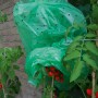 Grüne Tomatenfolie zum Schutz von Tomatenpflanzen vor Wind und Wetter.