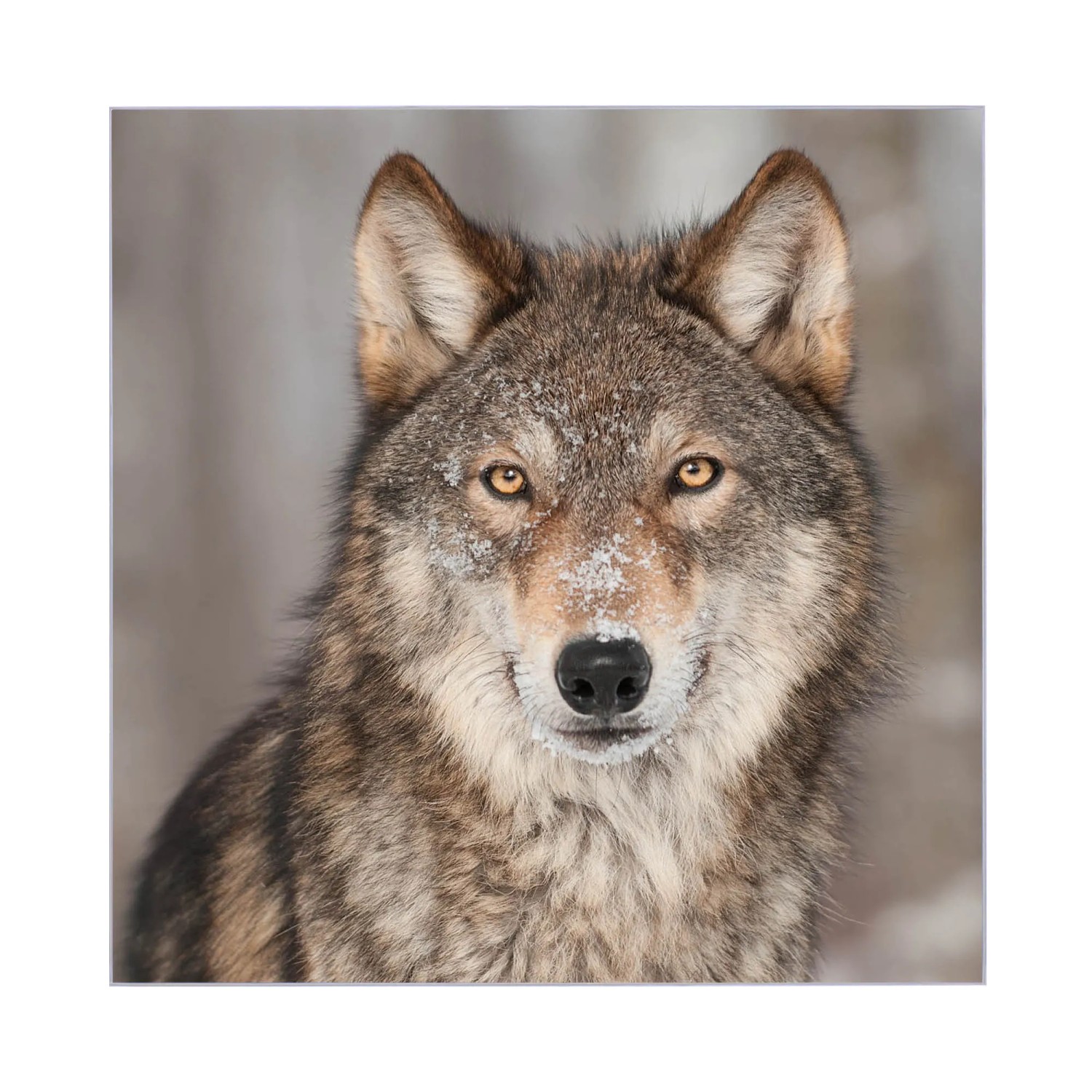 Banjado Schlüsselkasten Glas 30x30cm mit Wolf Motiv Soraya, weiß, magnetisch und beschreibbar.