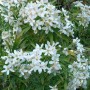 Immergrüner Strauch: Orangenblume 'Aztec Pearl' mit weißen Blüten.