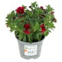 Zauberglöckchen Lia Blue Purple im Topf, rote Blüten, grüne Blätter. Sommerblume für Balkon und Garten.