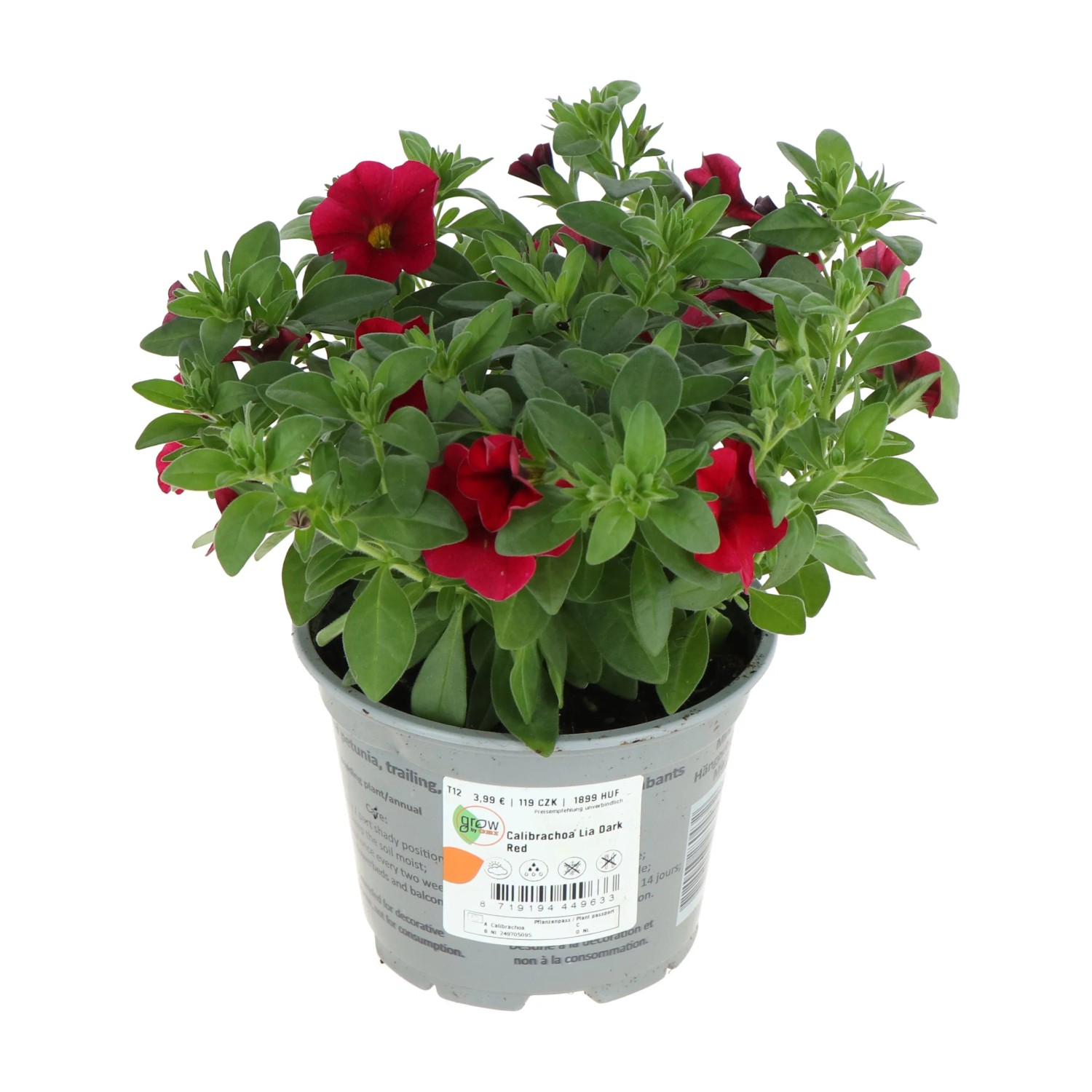 Zauberglöckchen Lia Blue Purple im Topf, rote Blüten, grüne Blätter. Sommerblume für Balkon und Garten.