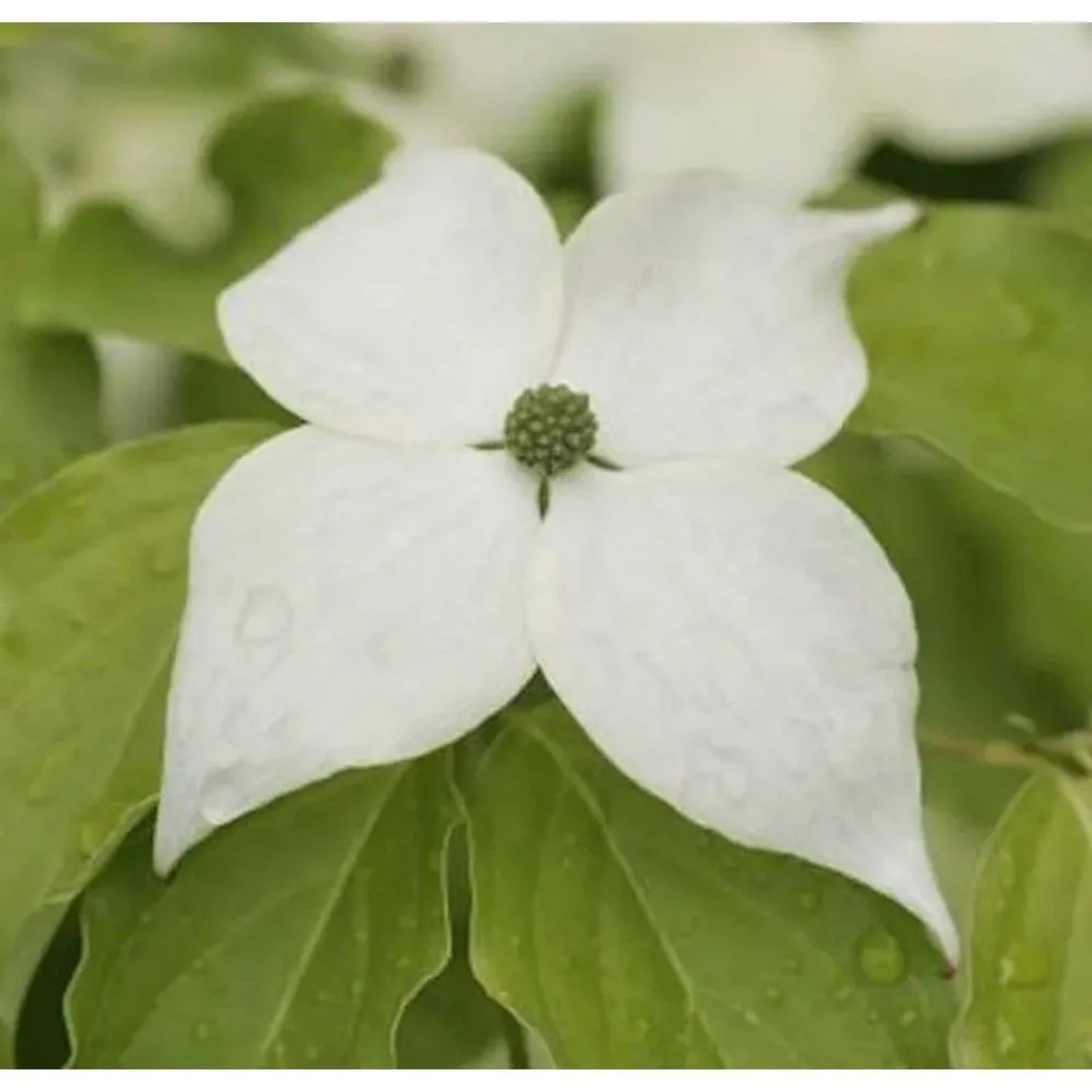 Japanischer Blumenhartriegel Teutonia 125-150cm - Cornus kousa
