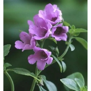 Nahaufnahme der lila Blüten der Strauchminze (Prostanthera cuneata).