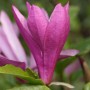 Nahaufnahme einer purpurroten Blüte der Niedrigen Magnolie Susan.