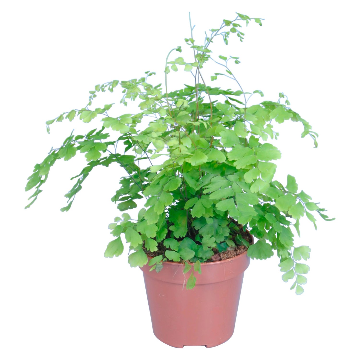 GROW by OBI Frauenhaarfarn Fragrans Topf Ø ca. 12 cm Adiantum Raddianum