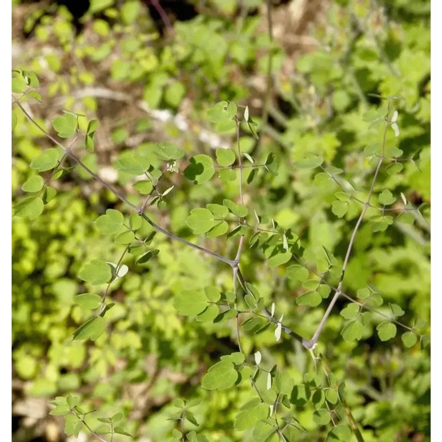 Chinesische Wiesenraute 'Splendide White', grüne Blätter einer Staude.