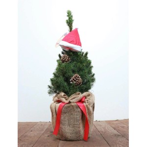 Zuckerhutfichte (Picea Glauca Conica) 30–40 cm mit Zapfen, Mütze und Jute-Deko.