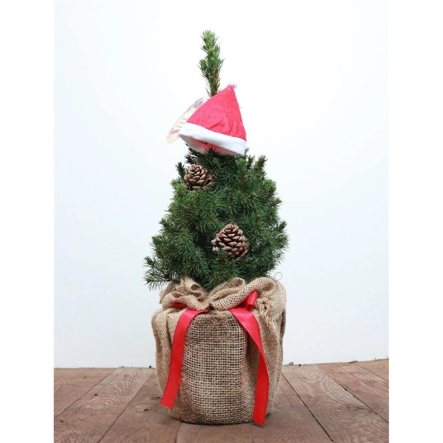 Picea Glauca Conica Zuckerhutfichte 30–40 cm Mit Zapfen & Mütze günstig online kaufen