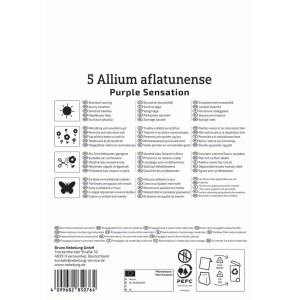 Kiepenkerl Zierlauch Purple Sensation, 5 Stück Blumenzwiebeln.