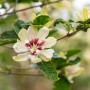 Nahaufnahme: Sinocalycanthus Venus Strauch mit cremefarbener Blüte und purpurrotem Zentrum.