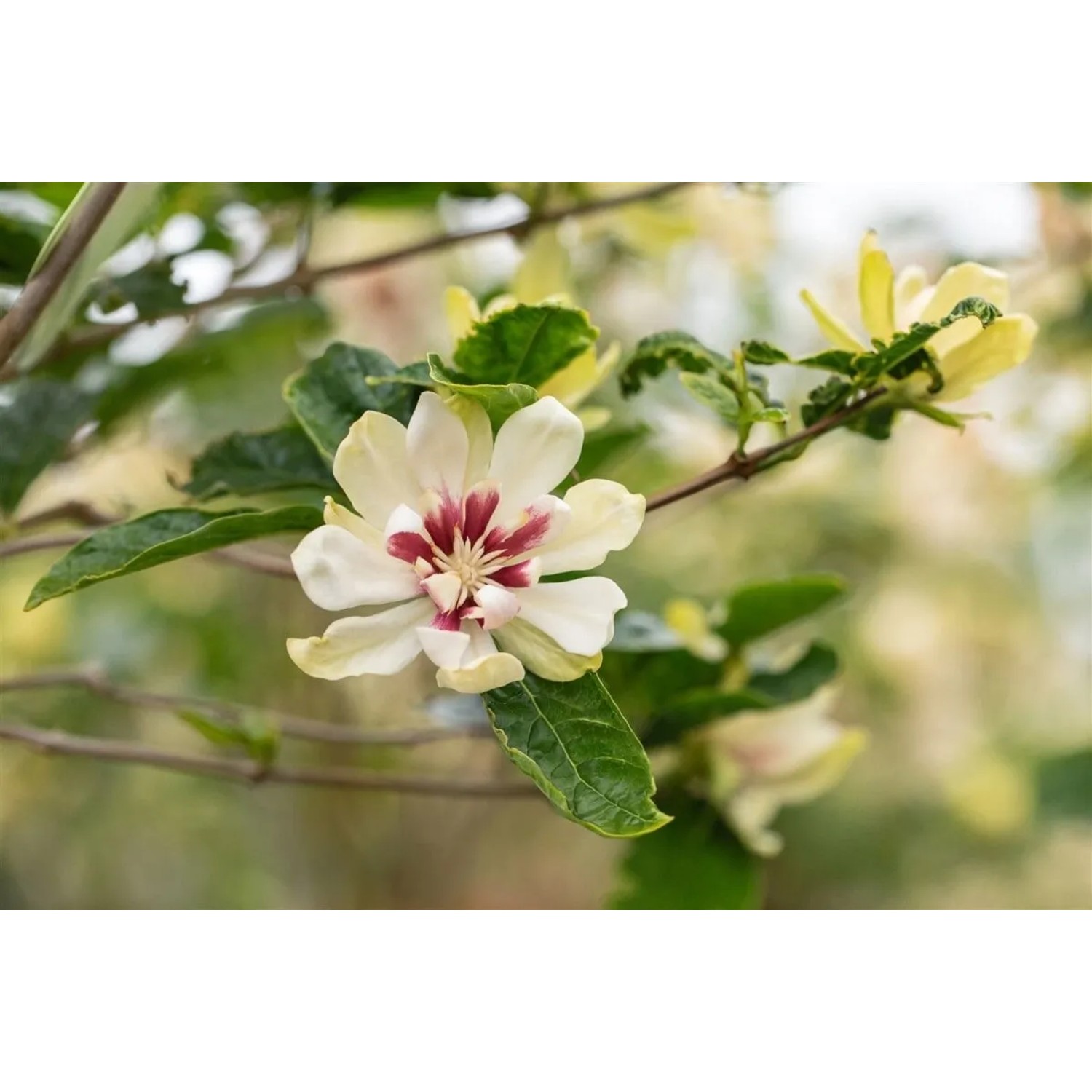 Nahaufnahme: Sinocalycanthus Venus Strauch mit cremefarbener Blüte und purpurrotem Zentrum.
