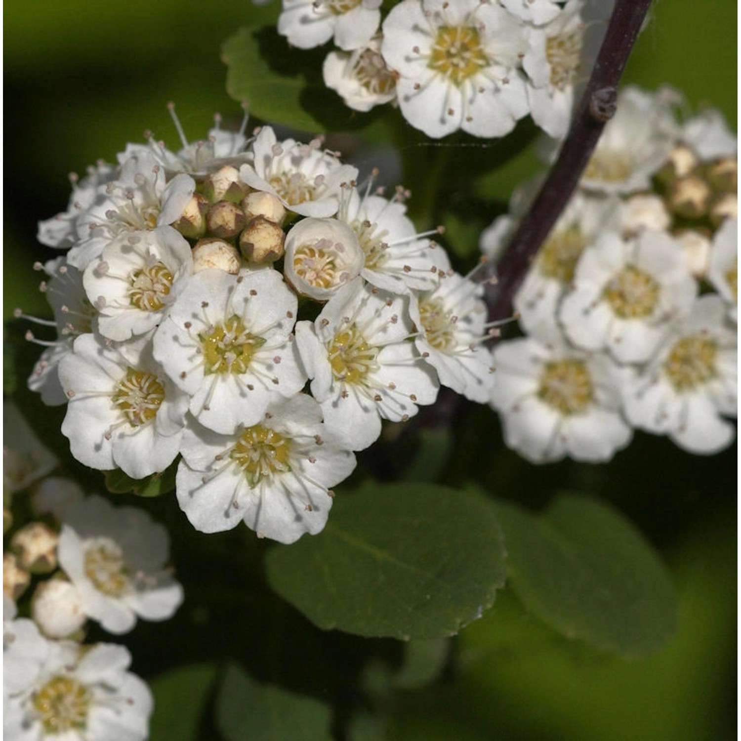 Birkenblättrige Spiere Tor Gold 30-40cm - Spiraea betulifolia kaufen ...