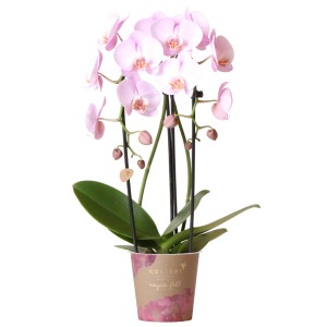 GROW by OBI Schmetterlingsorchidee Niagara Fall Rosa im Topf, ca. 50-55 cm hoch.