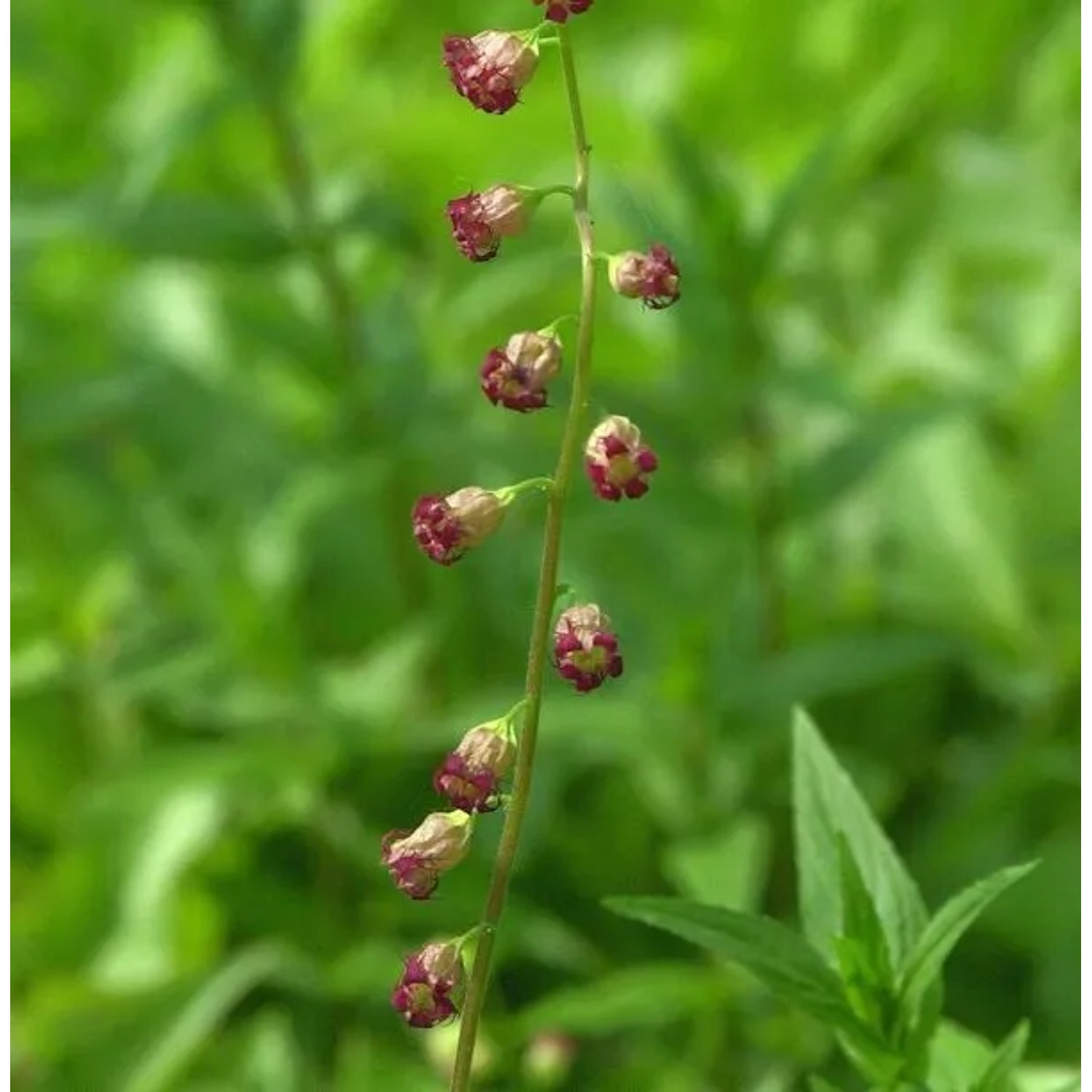 Falsche Allraunwurzel Rubra - Tellima grandiflora