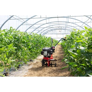 Al-Ko MH 360 Easy Benzin-Motorhacke im Gewächshaus zur Bodenbearbeitung.