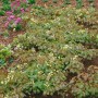 Foto der Elfenblume 'Orangekönigin' (Epimedium x warleyense) im Garten, buschig wachsend mit orangen Blüten.