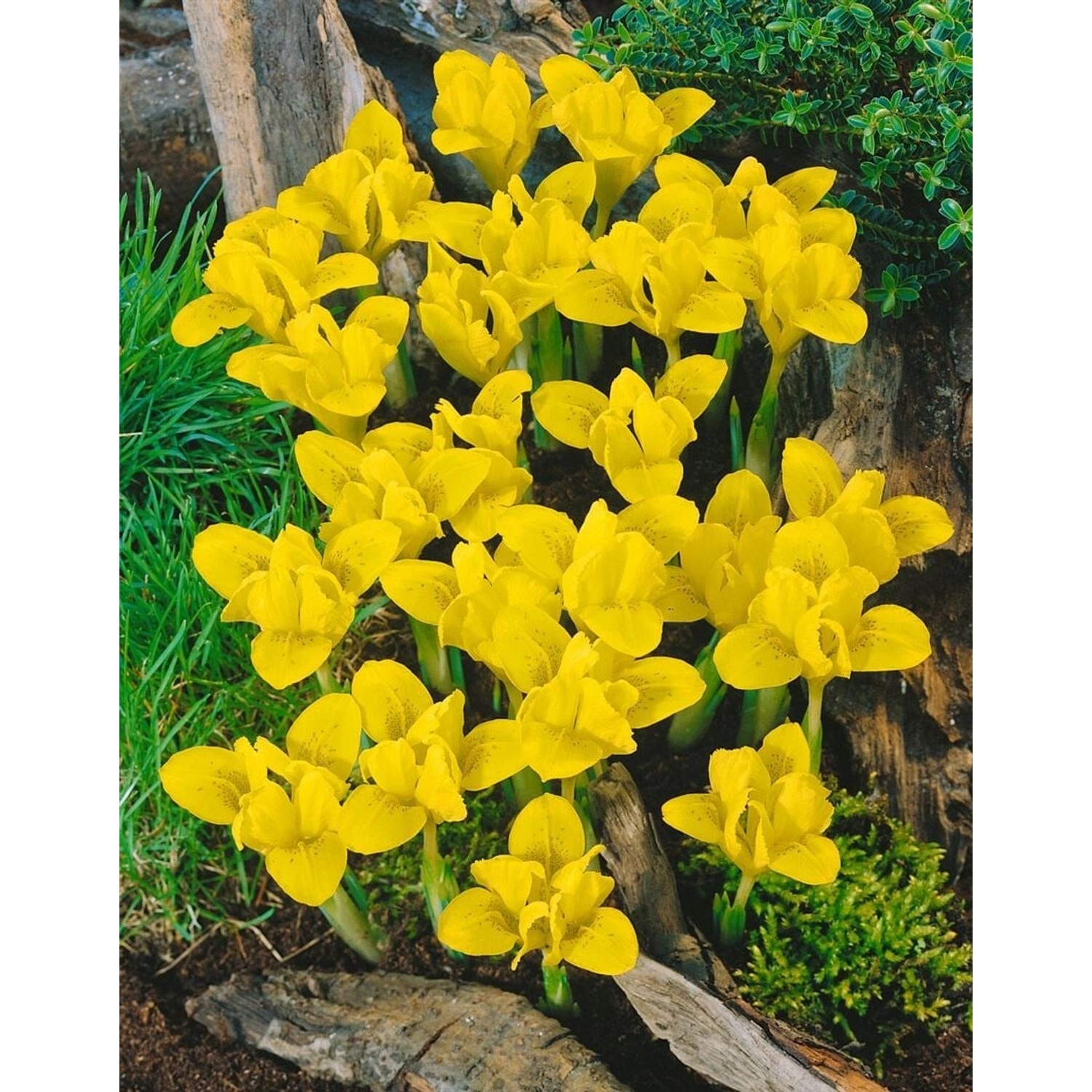 Iris Danfordiae Zwergiris Ca. 9x9 cm Topf günstig online kaufen
