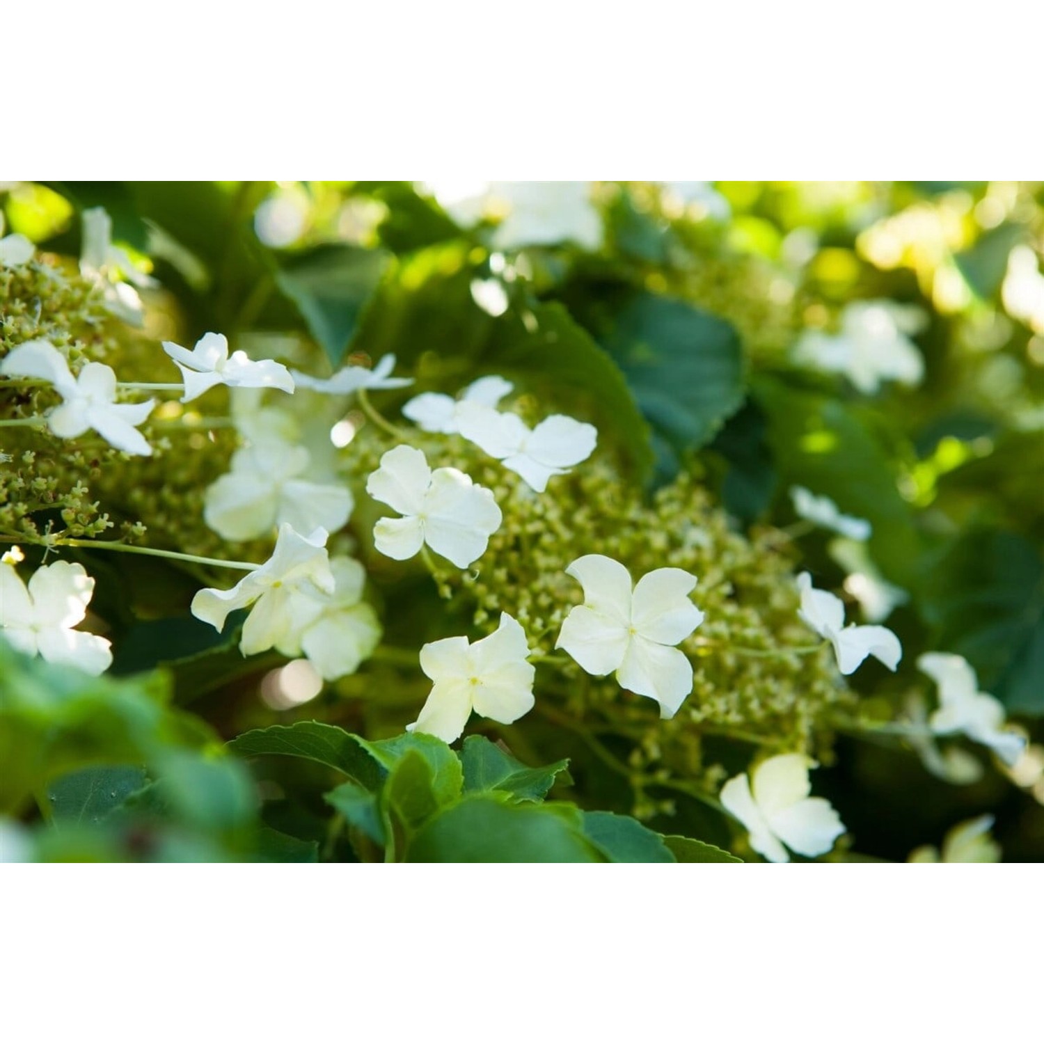 Nahaufnahme der weißen Blüten der Kletterhortensie Hydrangea Petiolaris.