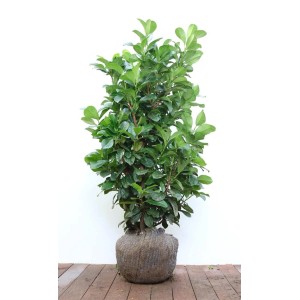 ceramic blue planters Round Ceramic Planter with Plate – Adplants main image 1