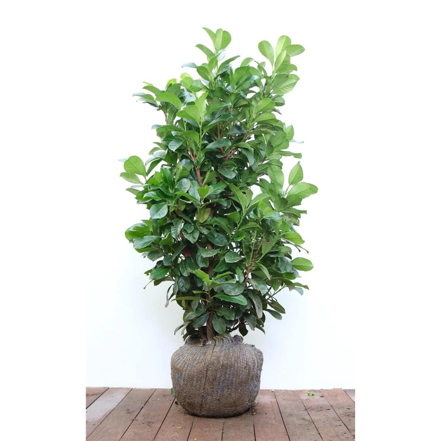 Prunus laurocerasus 'Etna' -R- 80-100 cm günstig online kaufen