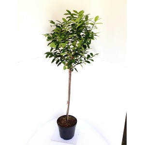 Kirschlorbeer 'Caucasica' Stämmchen im Topf, ca. 170-180cm hoch.