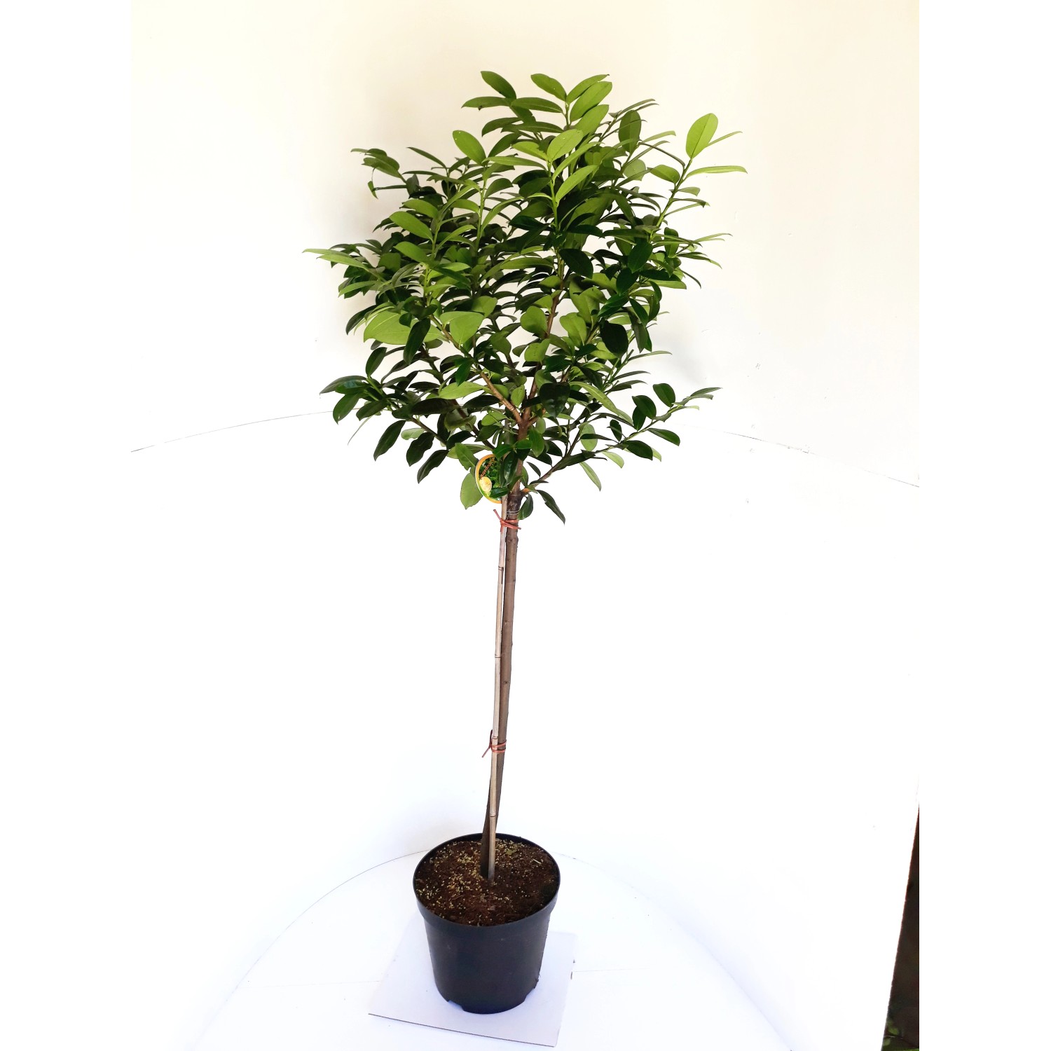 Pflanzen-Boering Prunus Laurocerasus Caucasica Stämmchen Kirschlorbeer Gesa günstig online kaufen