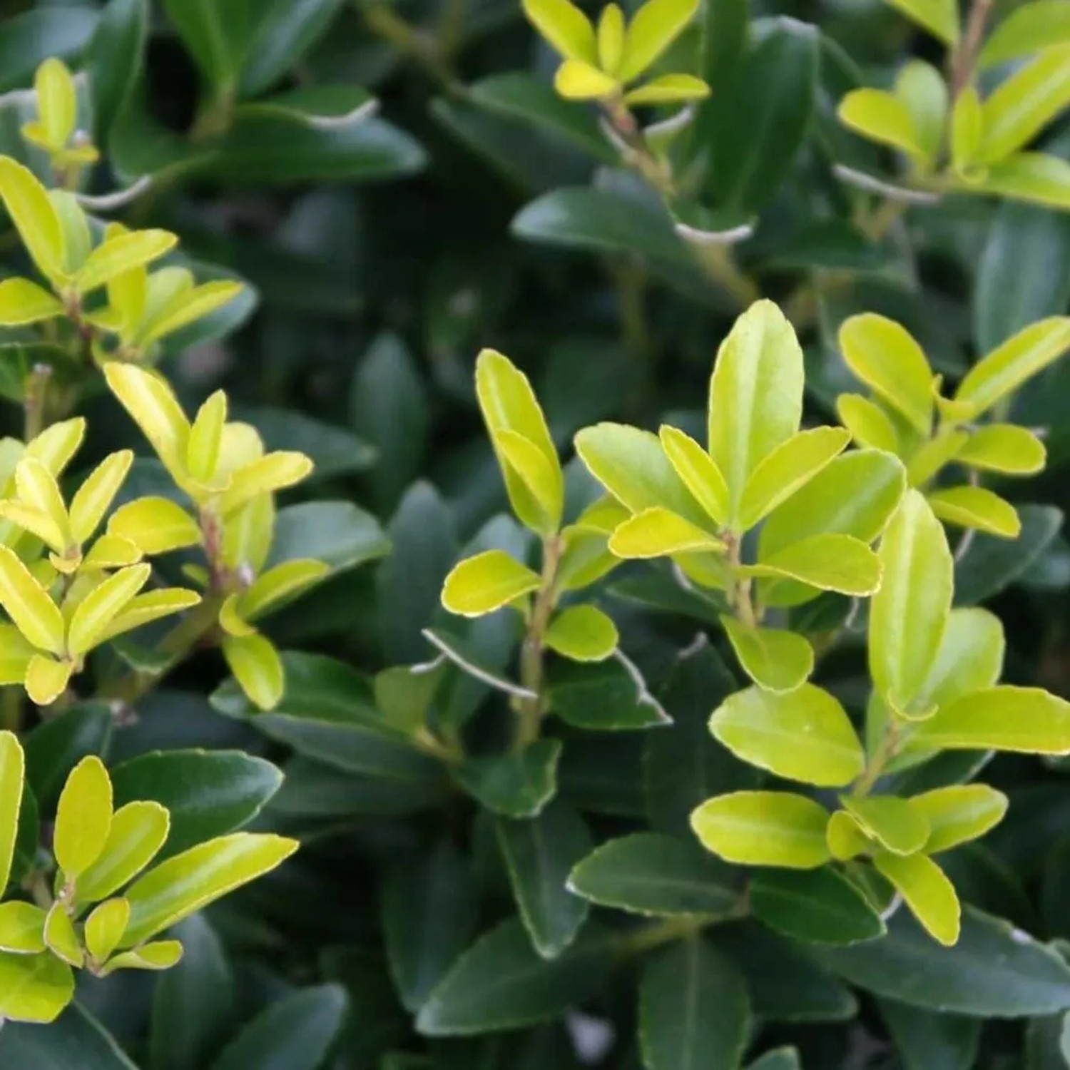 Japanische Stechpalme 'Caroline Upright' Ilex crenata 40 bis 60 cm im Container Schnittverträglich