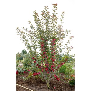 Zwergapfel Appletini mit roten Früchten im Garten, ca. 80-100cm hoch.