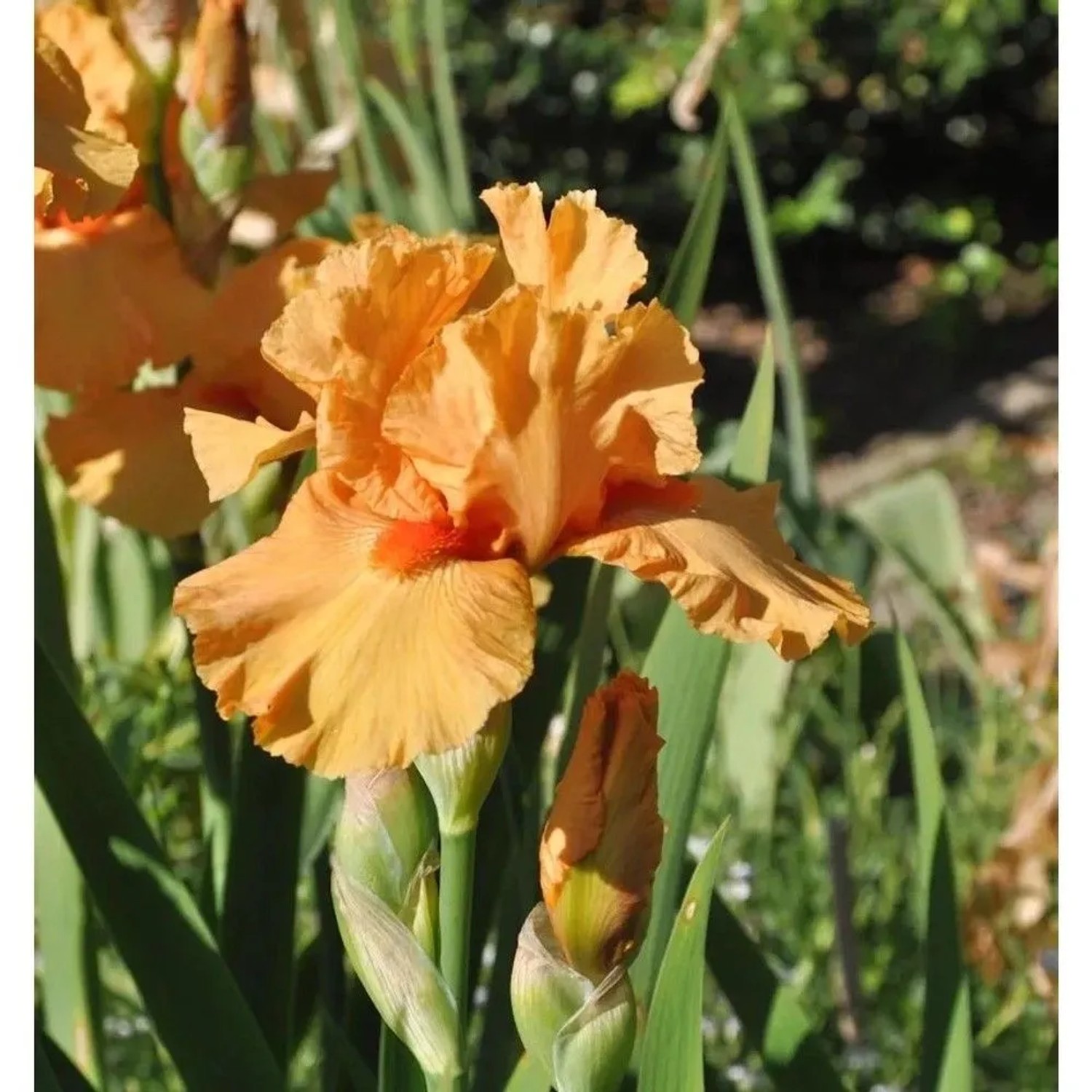Mittelhohe Schwertlilie Maid of Orange - Iris barbata