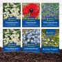 Blumensamen-Set 'Blütenfestival der Natur' mit Gänseblümchen, Klatschmohn, Kornblume und Liebeshainblume.