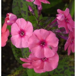Nahaufnahme der Hohen Flammenblume 'Jeffs Pink' (Phlox paniculata) mit pinkfarbenen Blüten.