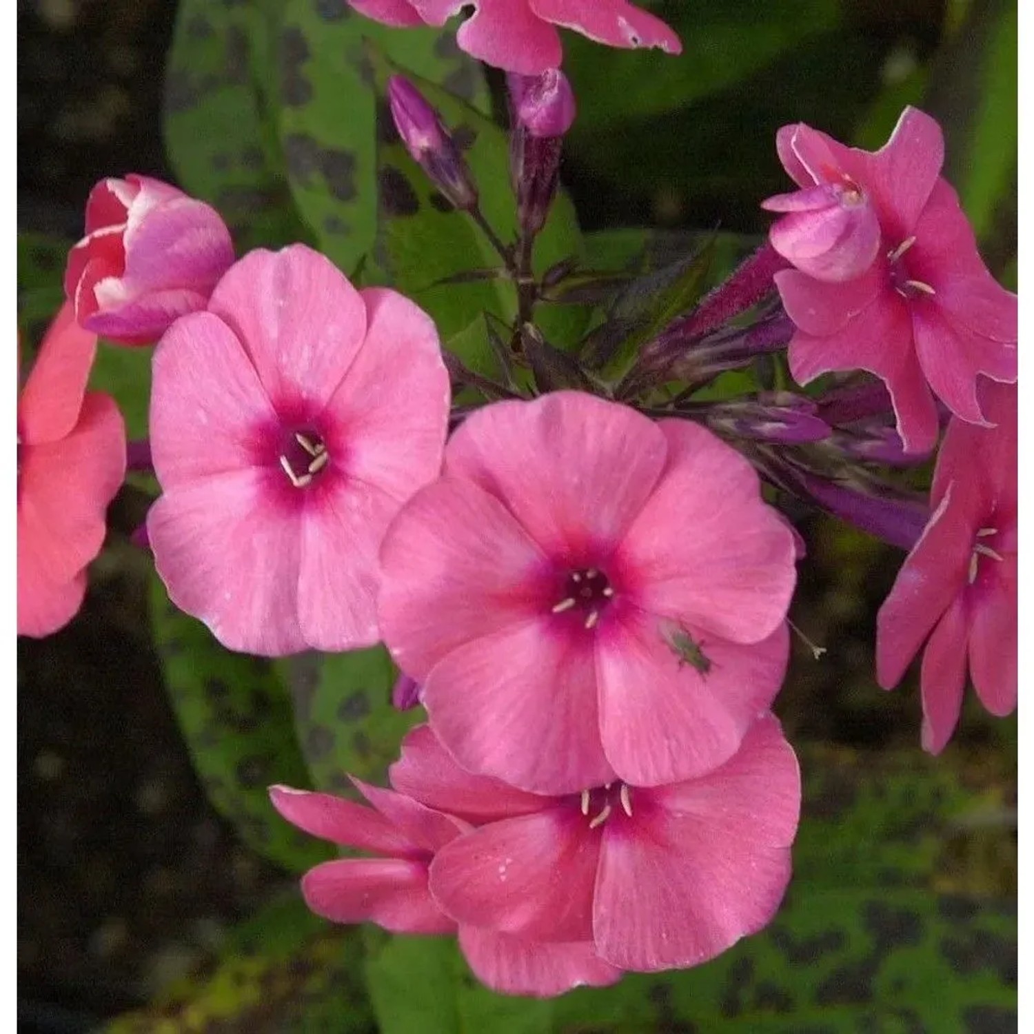 Hohe Flammenblume Jeffs Pink - Phlox paniculata