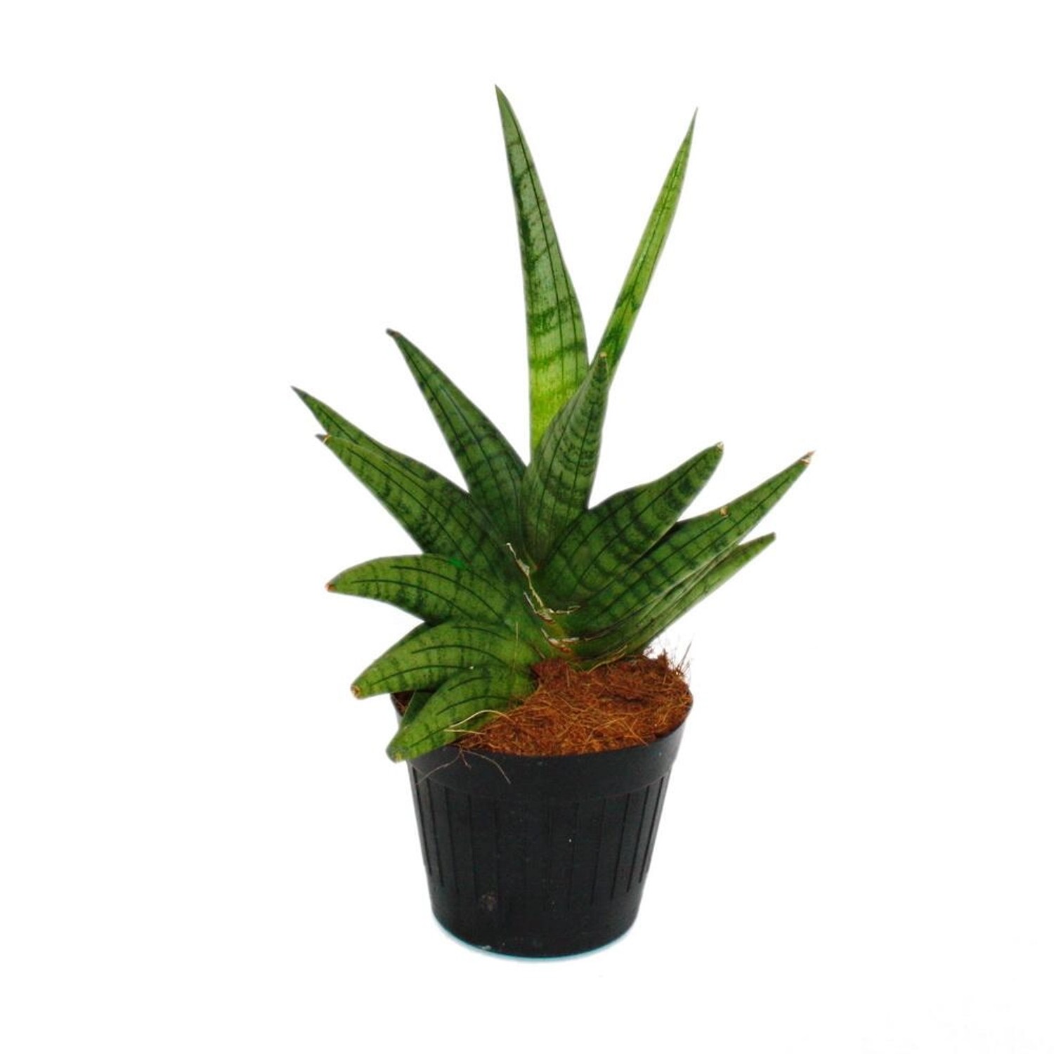 Exotenherz Sansevieria Helios Schraubenbogenhanf 11cm Topf ca. 20cm Hoch günstig online kaufen