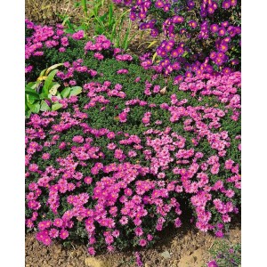 Rosa Kissenaster Rosenwichtel (Aster Dumosus) im Garten, blühende Staude.