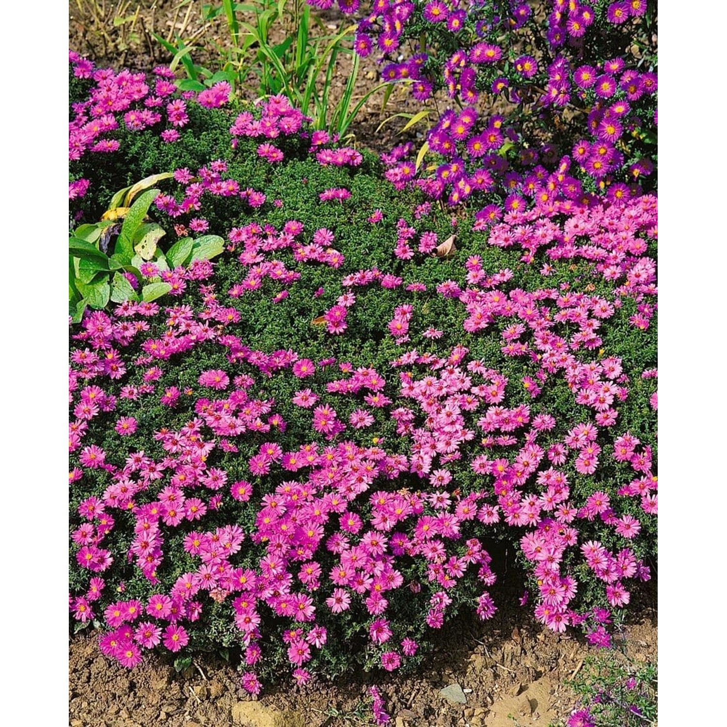 Aster Dumosus Rosenwichtel Kissenaster Ca. 9x9 cm Topf günstig online kaufen