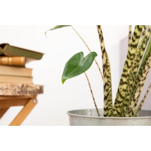 Elefantenohr-Alokasie (Alocasia zebrina) mit grünem Blatt und gemusterten Stielen im Topf.