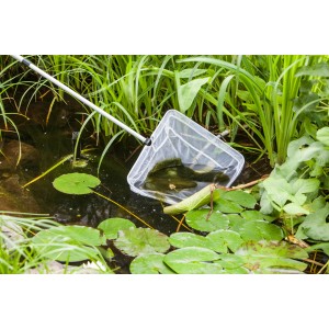 Heissner Teichkescher Profi im Einsatz: Feinmaschiges Netz im Teich mit Seerosen.