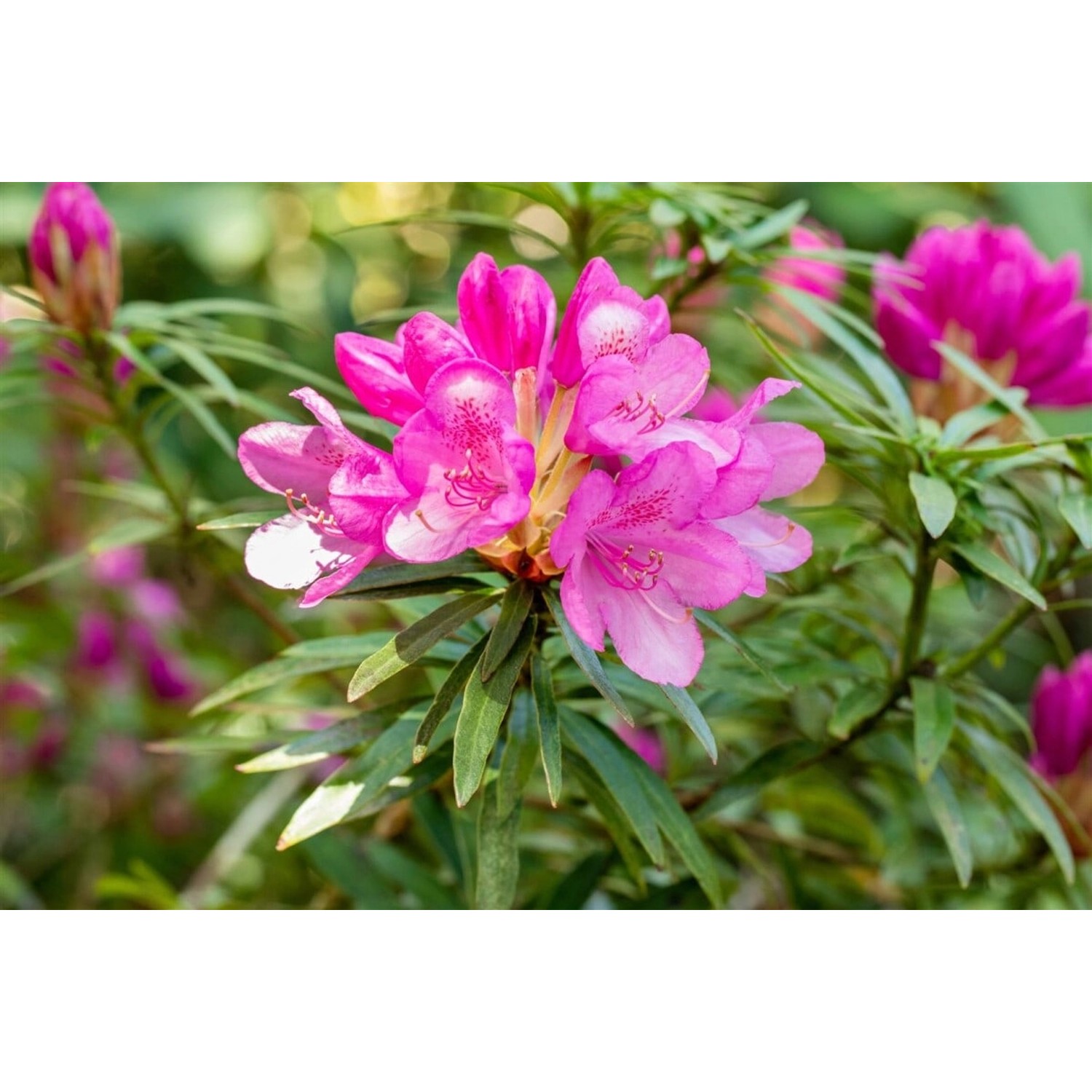 Rhododendron Ponticum Graziella Rhododendron 40–50 cm Lila Blüten günstig online kaufen