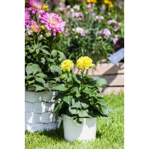 Garten-Dahlie im Topf, gelbe und pinke Blüten, Stehpflanze für Kübel und Beet.