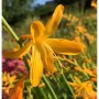 Gelbe Garten-Monbretie (Crocosmia masoniorum) im Topf, Nahaufnahme der Blüte.