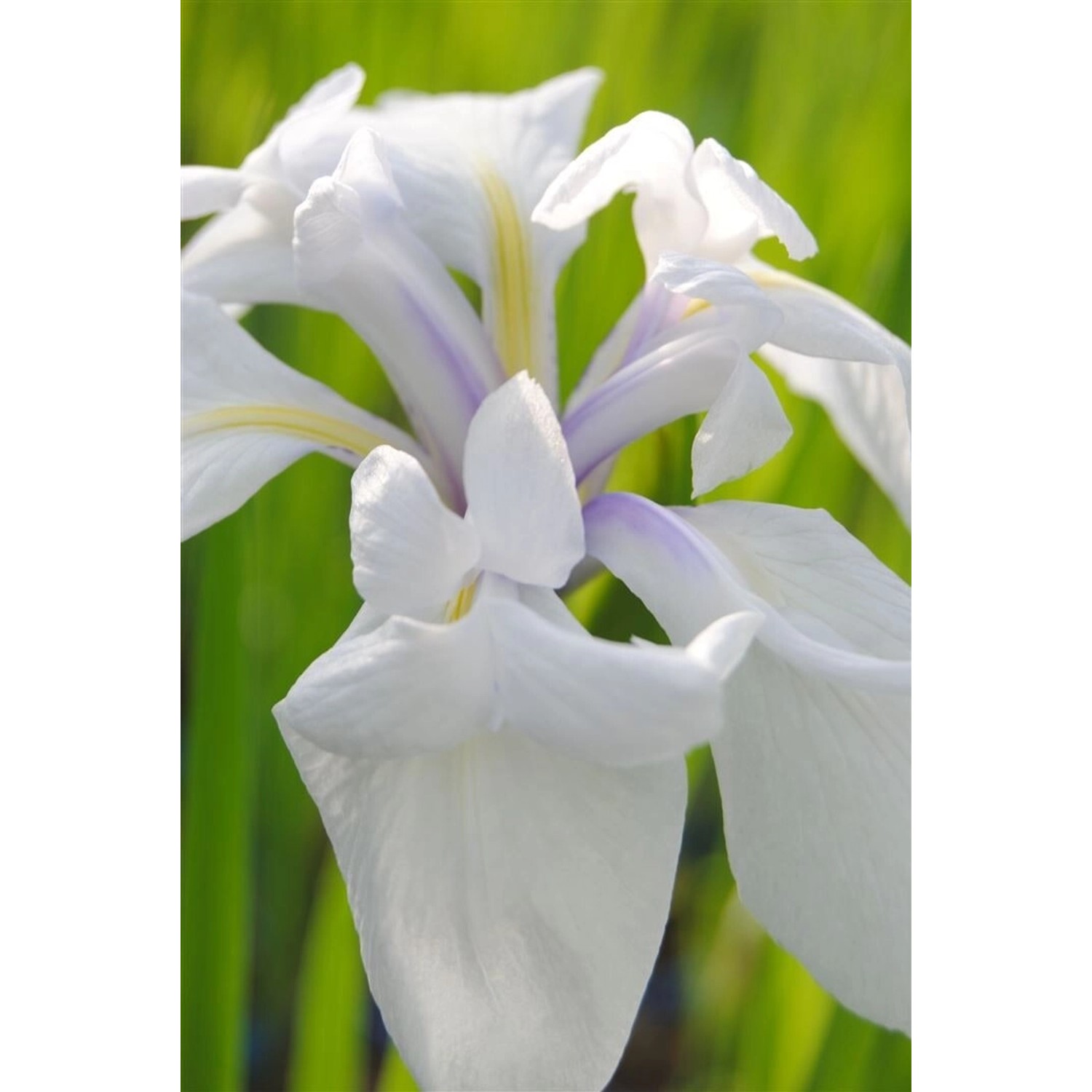 Iris Laevigata Sumpf-Schwertlilie 'Snowdrift' Ca. 11x11 cm Topf günstig online kaufen