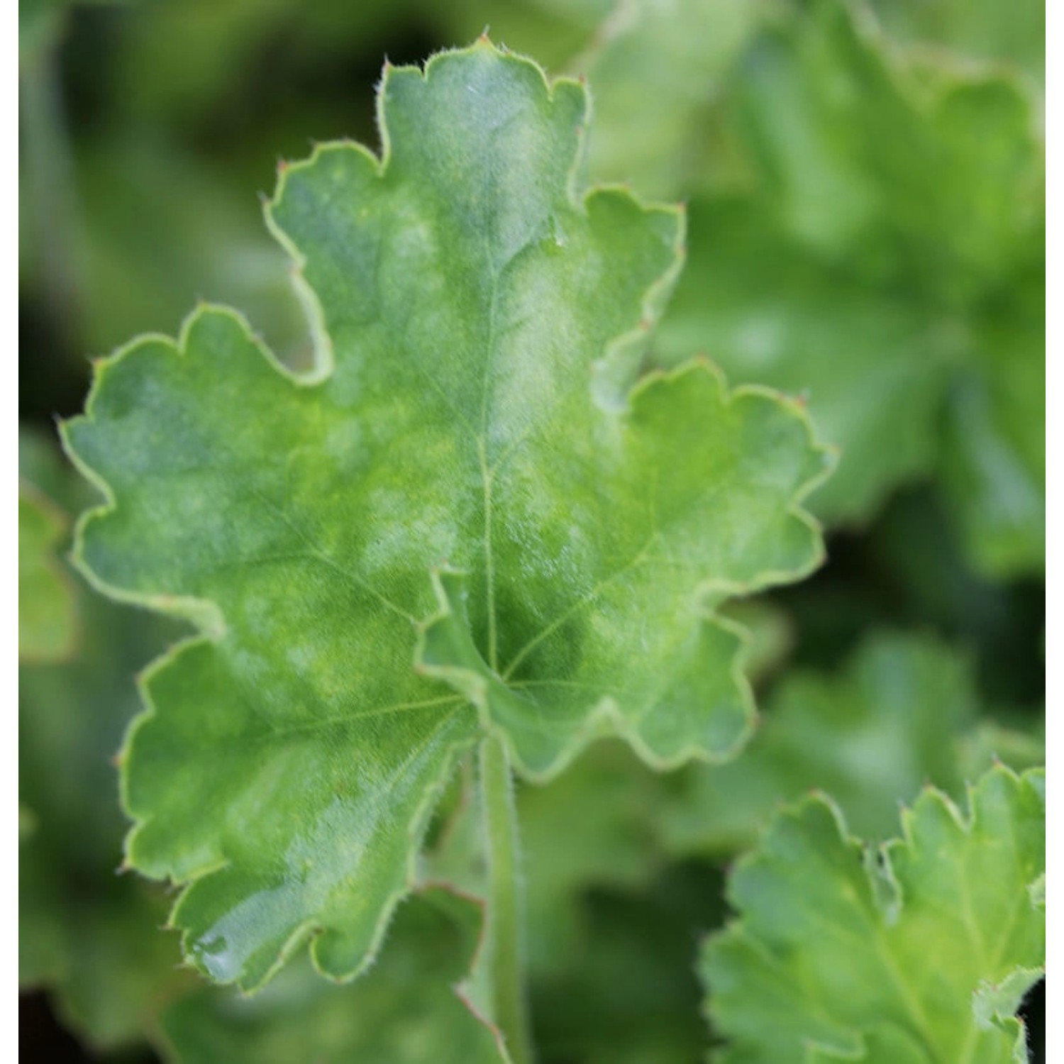 Purpurglöckchen White Cloud - Heuchera sanguinea günstig online kaufen