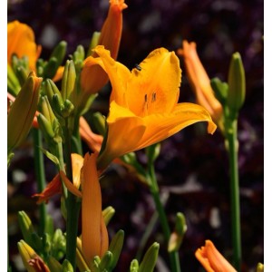 Nahaufnahme einer orangefarbenen Taglilie (Hemerocallis) im Garten.