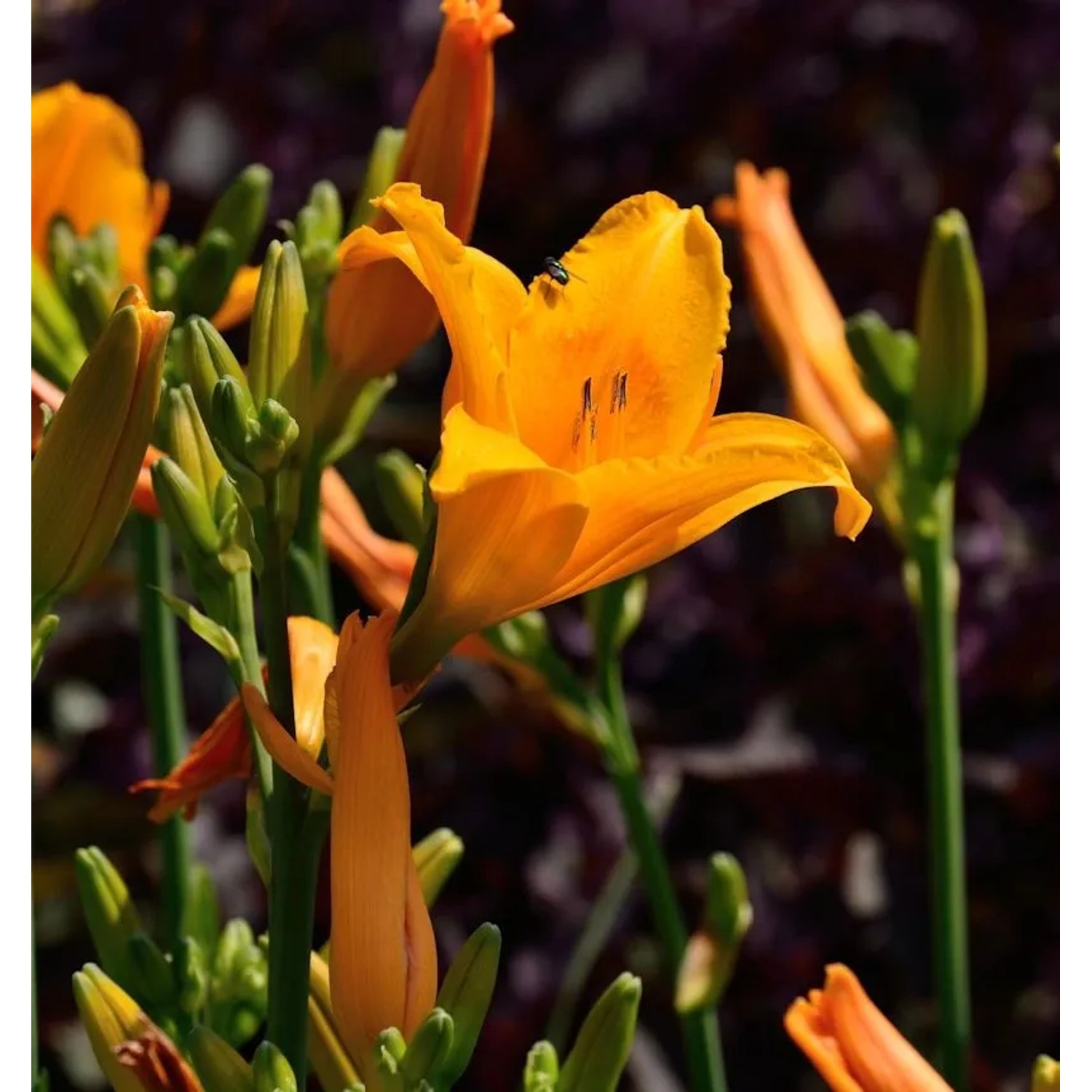Taglilie Lucretius - Hemerocallis