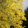 Herbstliche gelbe Blätter des Tulpenbaums (Liriodendron Tulipifera), Hausbaum für den Garten.