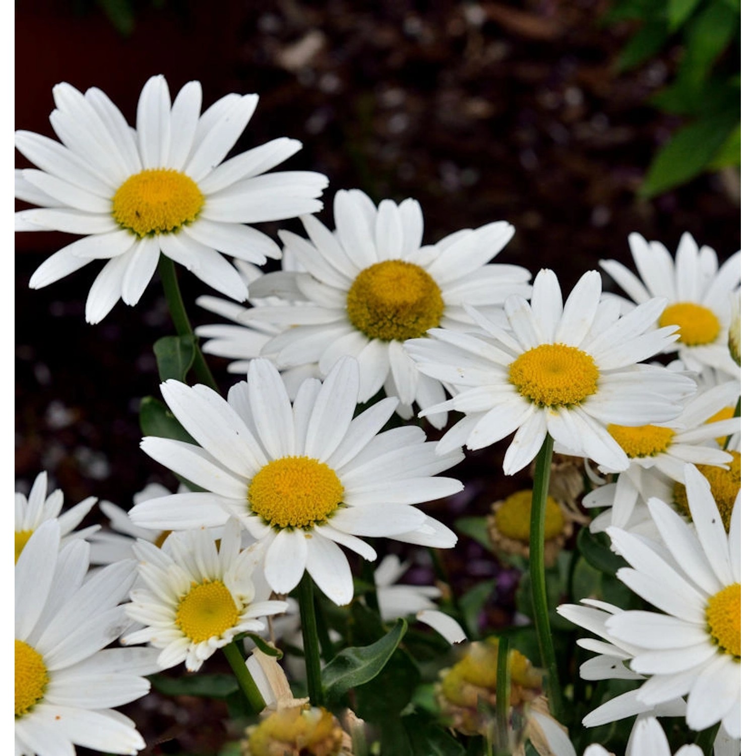 Wiesen Margerite Madonna  - großer Topf - Leucanthemum maximum günstig online kaufen