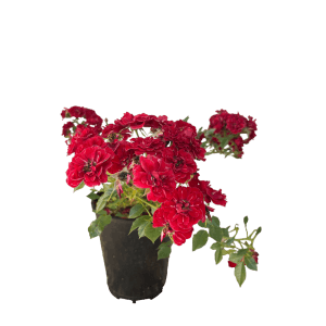 Baumfink Bodendeckerrose Fairy Red im Topf mit leuchtend roten Blüten.