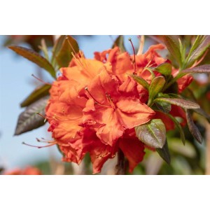 Leuchtend orangefarbener Rhododendron Luteum Fireball Strauch mit grünen Blättern.