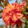 Leuchtend orangefarbener Rhododendron Luteum Fireball Strauch mit grünen Blättern.