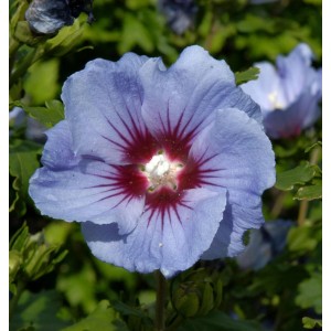 Nahaufnahme einer blau-violetten Garteneibisch-Blüte (Hibiscus syriacus Coelestis) mit dunklem Zentrum.